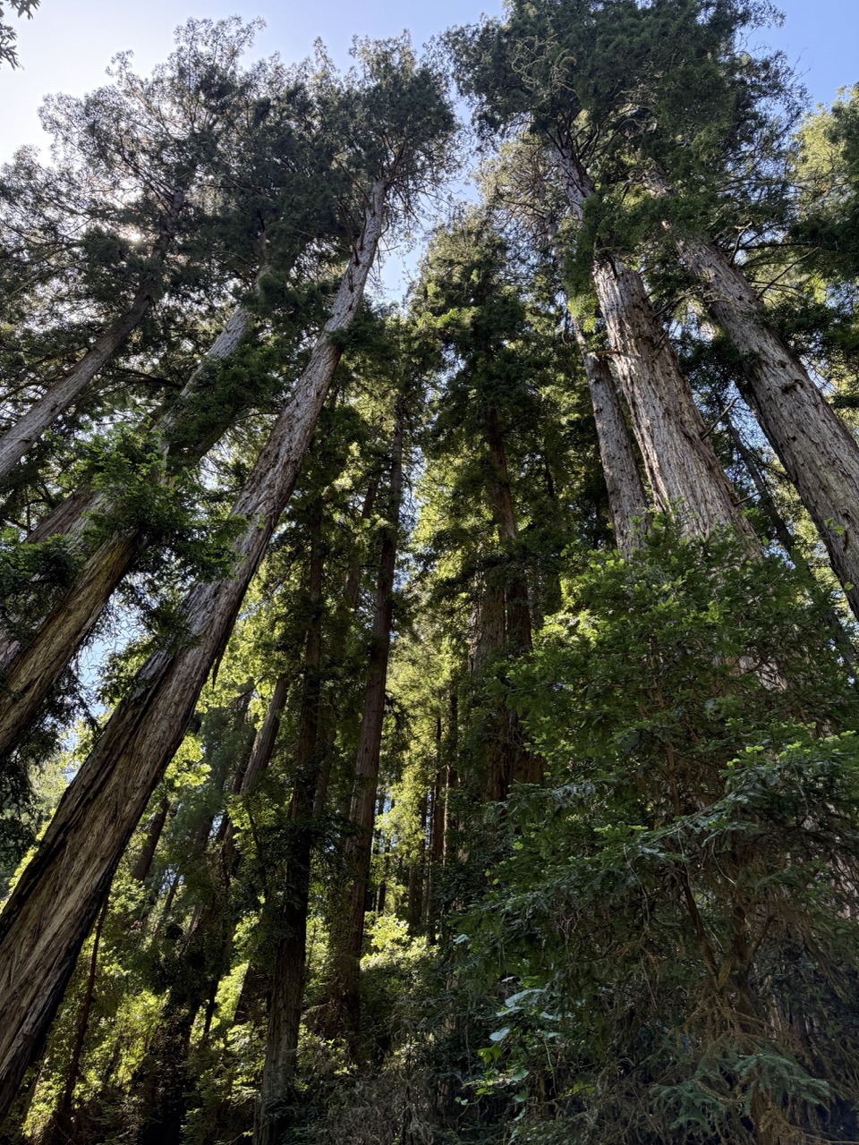 Muir Woods Redwood&nbsp;Forest