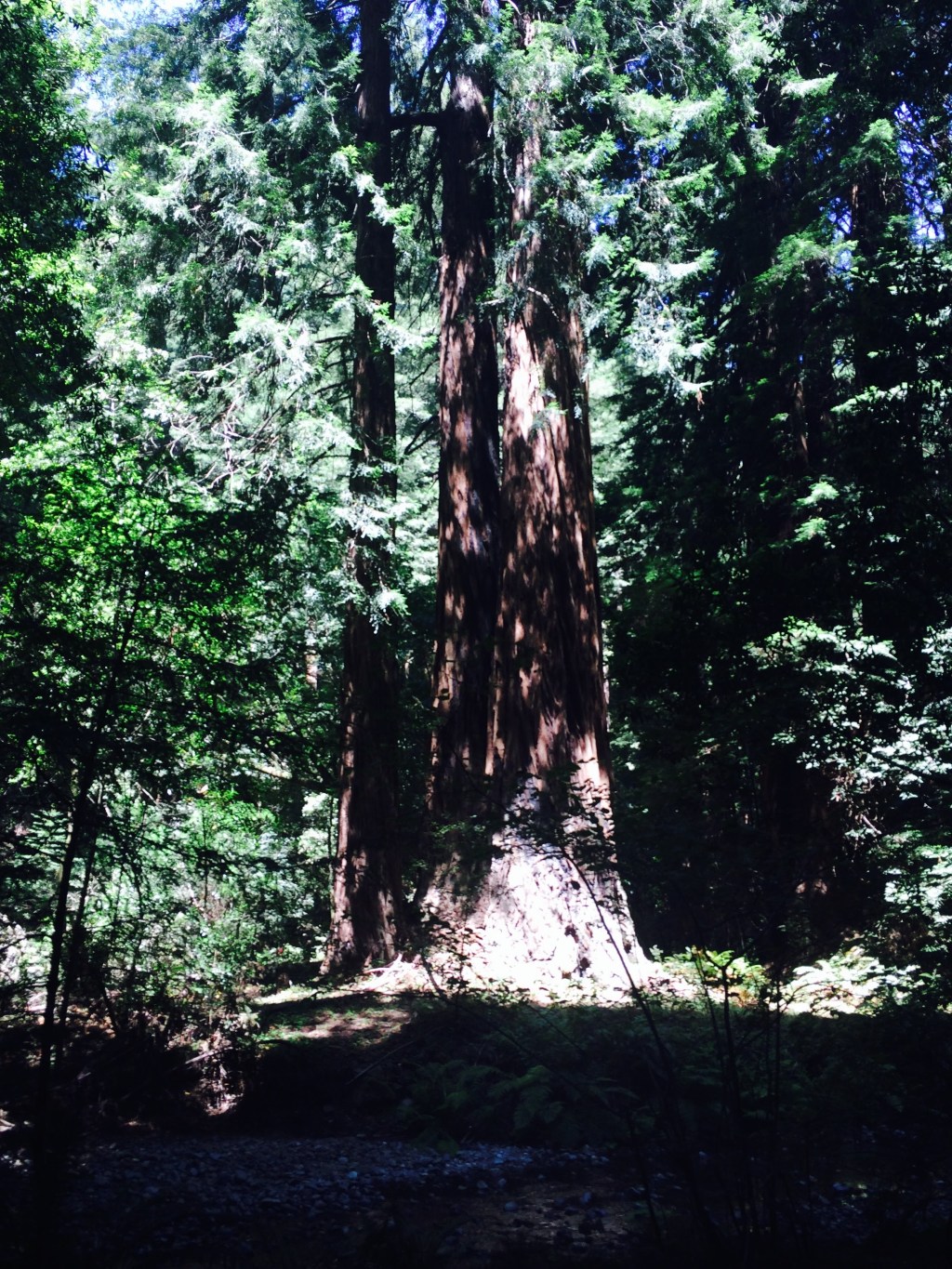 Muir Woods National&nbsp;Monument