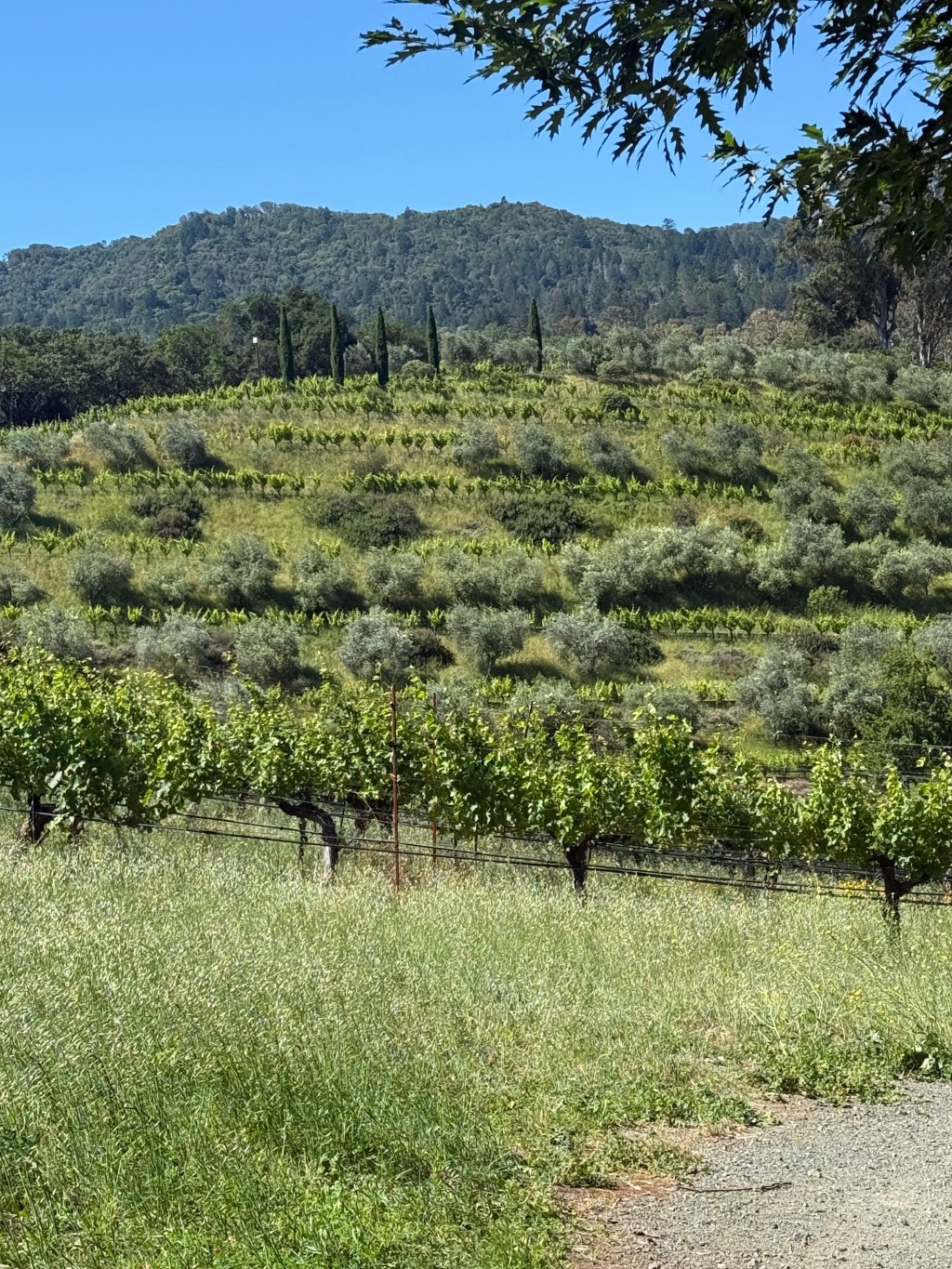 Napa Valley Long&nbsp;Weekend